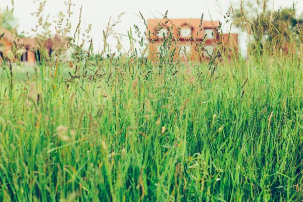 Tall Grass Cutting in Boulder