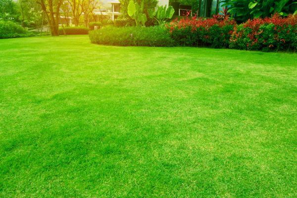 Grass Maintenance in Boulder