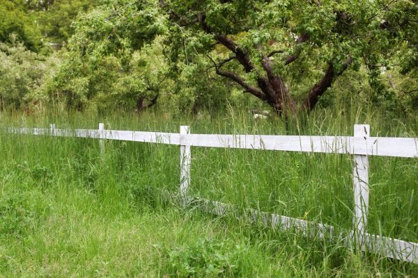 Fence Line Trimming in Boulder
